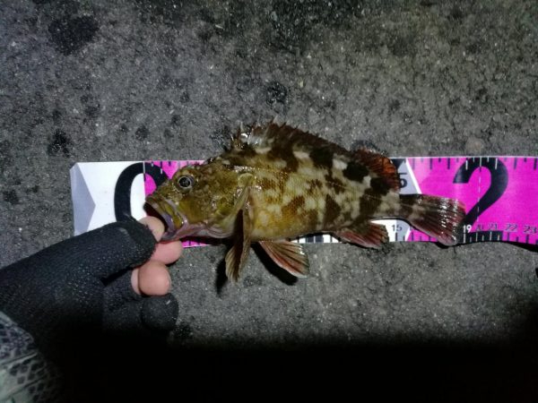 南港フェリーヘチ釣り (小真チヌ、小キビレとガシラ釣果