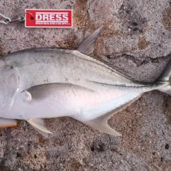 早朝3バイトでギンガメアジ、ワンヒット