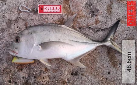 早朝3バイトでギンガメアジ、ワンヒット