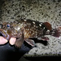 南港カモメ大橋ヘチ釣行 (真チヌ47cm! 釣果とその他)