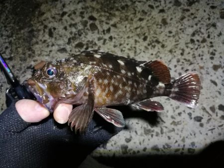 南港カモメ大橋ヘチ釣行 （真チヌ47ｃｍ！ 釣果とその他）
