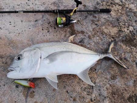 自作ポッパーでロウニンアジ