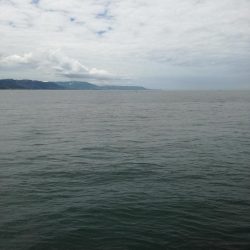 メジロきました！