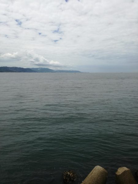 メジロきました！