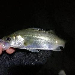 南港フェリーヘチ釣り （キビレとガシラ釣果）