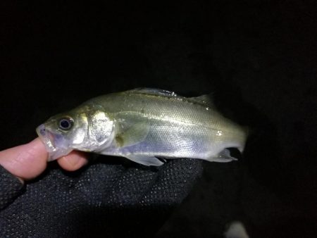 南港フェリーヘチ釣り （キビレとガシラ釣果）