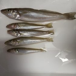 ロックフィッシュからのキス釣り