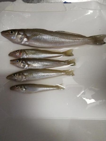 ロックフィッシュからのキス釣り