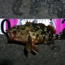 南港フェリーヘチ釣り (真チヌ44cm,キビレ44cm,43cmとガシラ21cm釣果有り)