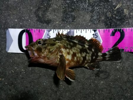 南港フェリーヘチ釣り (真チヌ44cm,キビレ44cm,43cmとガシラ21cm釣果有り)