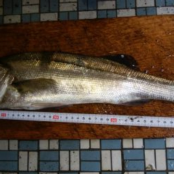 トップウォーター！