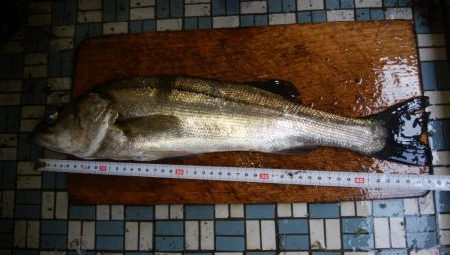 トップウォーター！