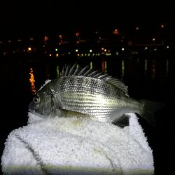 南港フェリーヘチ釣り （キビレ39cm、小真チヌとガシラ釣果）