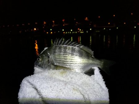 南港フェリーヘチ釣り （キビレ39cm、小真チヌとガシラ釣果）