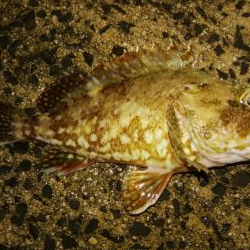 ロックフィッシュ！