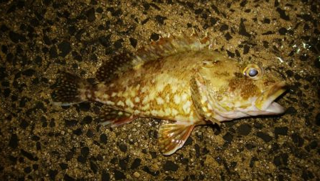 ロックフィッシュ！