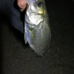 南港カモメ大橋ヘチ釣行 （小真チヌ、小メジナ 釣果他）