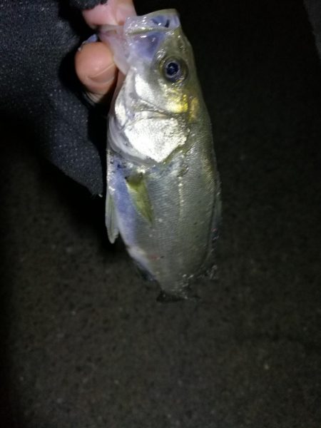 南港カモメ大橋ヘチ釣行 （小真チヌ、小メジナ 釣果他）