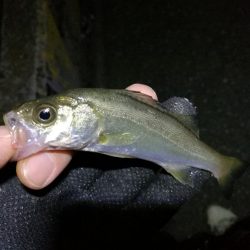 南港フェリーヘチ釣り （キビレ44cm、小真チヌ 釣果）