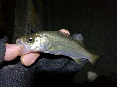 南港フェリーヘチ釣り （キビレ44cm、小真チヌ 釣果）