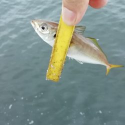 ショアジギング