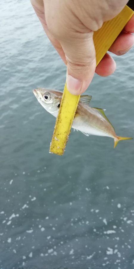 ショアジギング