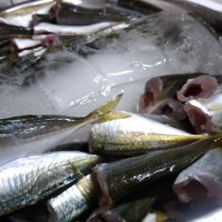 サビキVSアジング