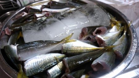 サビキVSアジング