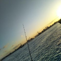 シーサイドコスモ朝マズメ好調