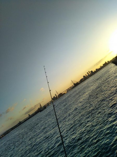 シーサイドコスモ朝マズメ好調