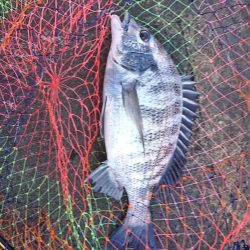 夏チヌいい感じ