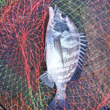 夏チヌいい感じ