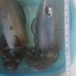 アオリイカ　胴長10センチ確認！