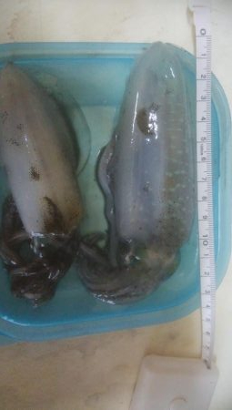 アオリイカ　胴長10センチ確認！