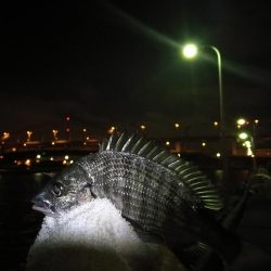 南港フェリーヘチ釣り （台風後の強風ヘチ釣りにて真チヌ、キビレ釣果）