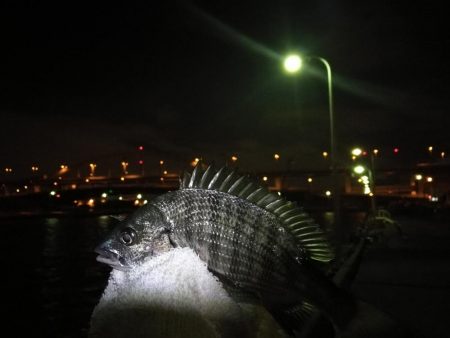 南港フェリーヘチ釣り （台風後の強風ヘチ釣りにて真チヌ、キビレ釣果）