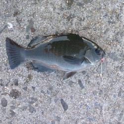 チヌ、コッパグレ