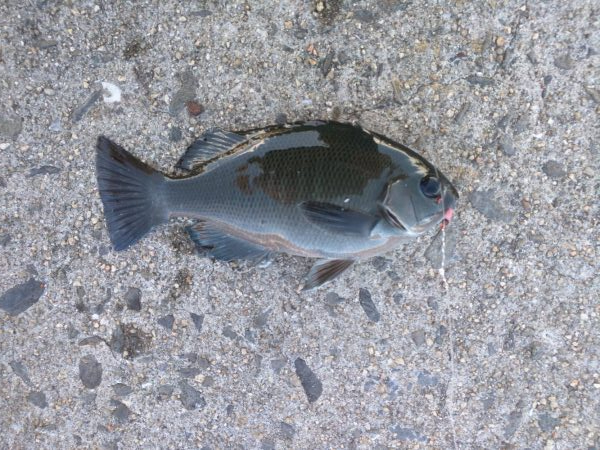 チヌ、コッパグレ