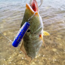 強風でも強行リーフエリア