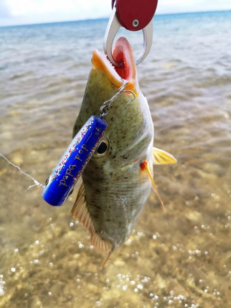 強風でも強行リーフエリア