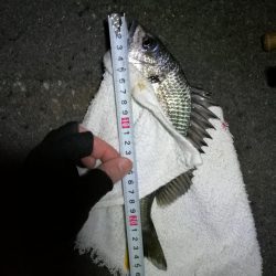 南港カモメ大橋ヘチ釣行 (キビレ40cm、小真チヌ、 釣果他)