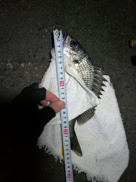 南港カモメ大橋ヘチ釣行 （キビレ40cm、…