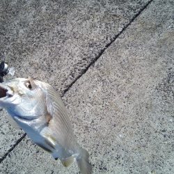 久しぶりのヘチ釣りで良サイズのヘダイ