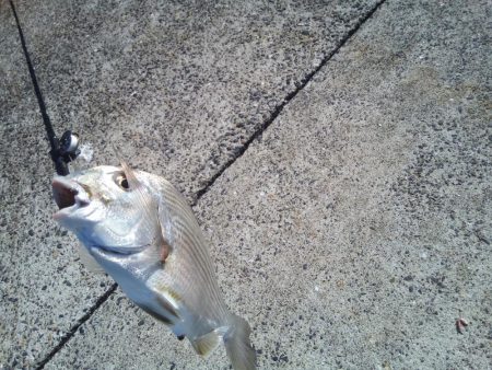 久しぶりのヘチ釣りで良サイズのヘダイ