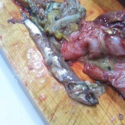 台風後の明石ジギングで青物