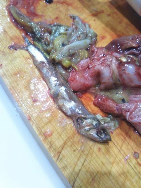 台風後の明石ジギングで青物