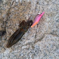 デイマゴチ&アオリ