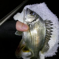 南港フェリーヘチ釣り （小キビレ、ガシラ釣果）