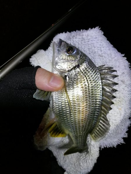 南港フェリーヘチ釣り （小キビレ、ガシラ釣果）