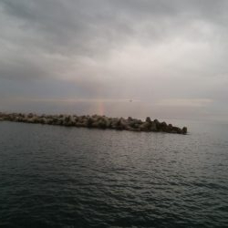 アオリイカ 5杯